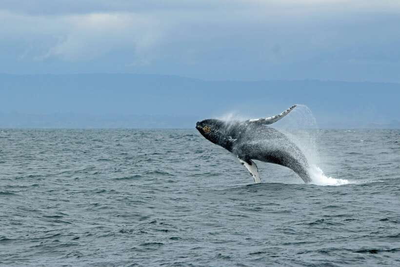 Whale Watching Tour with Transfers - Sunrise and a safety briefing before the boat leaves