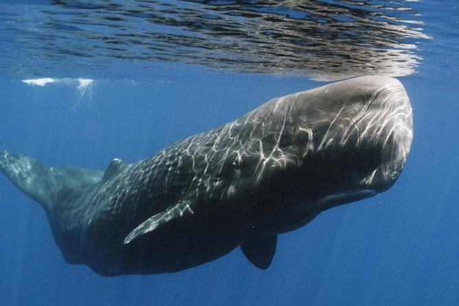 Whales and Dolphins Watching Mirissa - A private car makes the long day easier