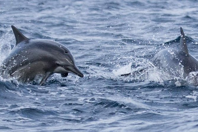 Whales and Dolphins Watching Mirissa - Galle Fort turns history into an easy walk