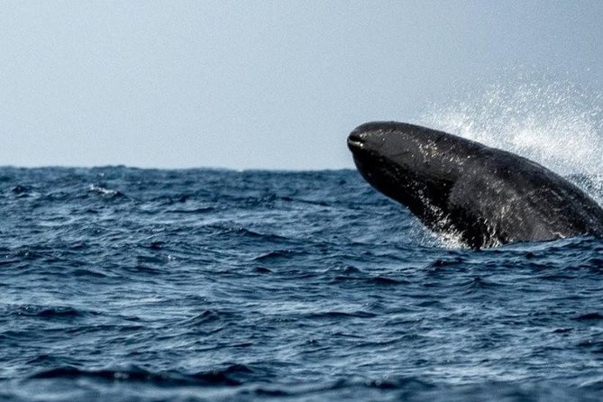 Whales and Dolphins Watching Mirissa - Food, water, and the extra costs
