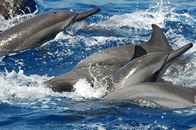 Whales and Dolphins Watching Mirissa - What the wildlife results can really mean