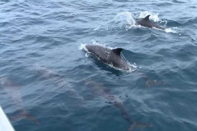 Whales and Dolphins Watching Mirissa - Who will get the most from this outing