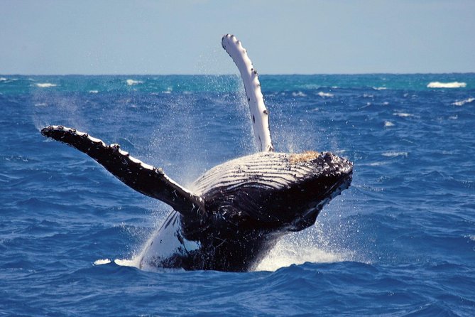 Whales and Dolphins Watching Mirissa - The moonstone mine offers a local look at Sri Lanka