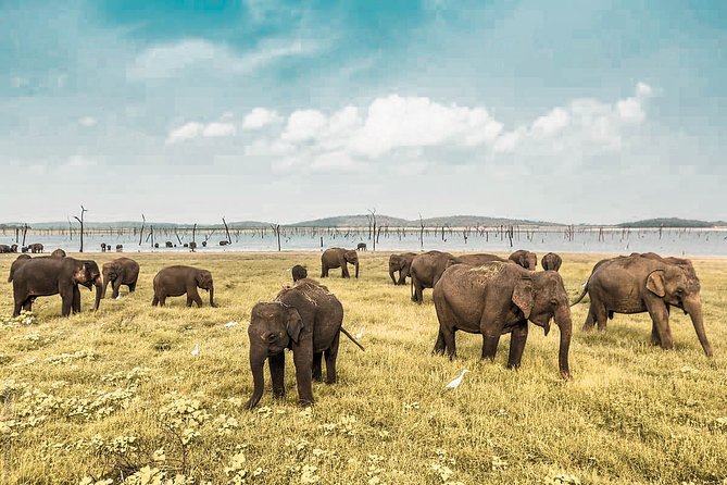 Wild Elephant Safari in Minneriya National Park - Why Minneriya is about more than elephants