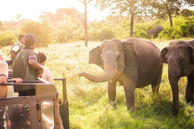 Wild Elephant Safari in Minneriya National Park - The private jeep and what it means for value
