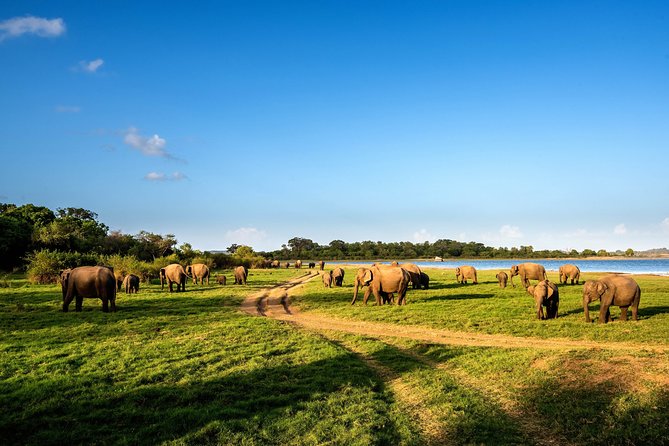 Wild Elephant Safari in Minneriya National Park - Transfers, timing, and small practical matters