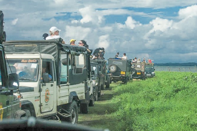 Wild Elephant Safari in Minneriya National Park - How the experience has performed in practice