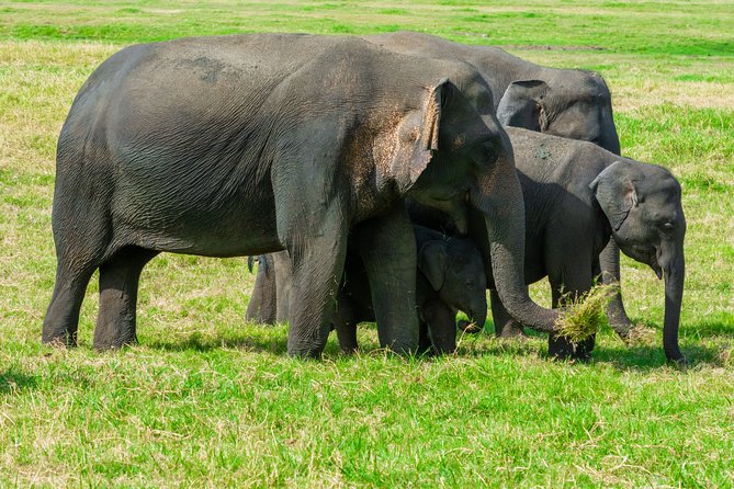 Wild Elephant Safari in Minneriya National Park - Who should book this Minneriya safari?