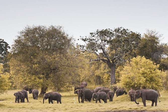 Wild Elephant Safari in Minneriya National Park - Morning or afternoon: pick your best chance