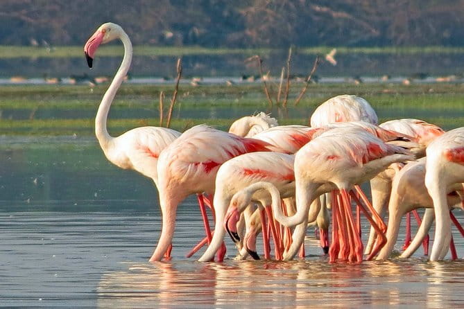 Wildlife Safari Yala National park - Local food and Sri Lankan farm life