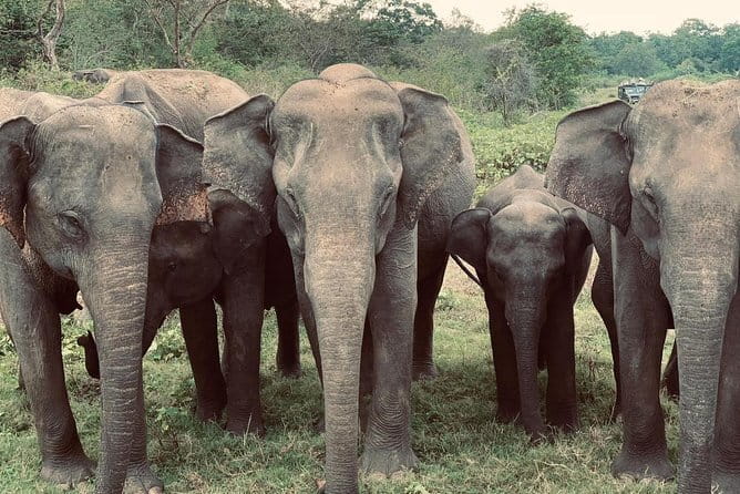 Wildlife Safari Yala National park - Why a six-person limit matters