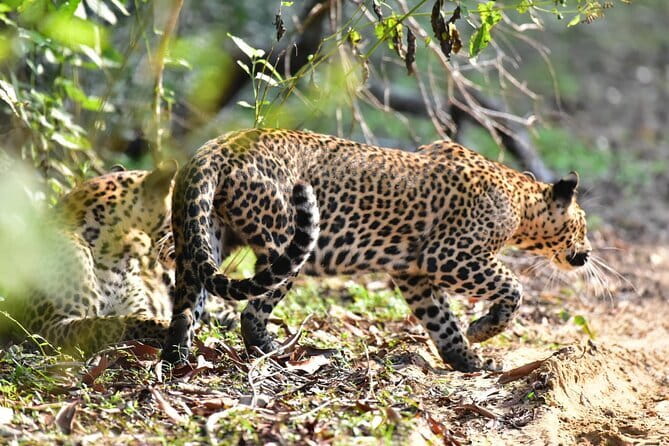 Wilpattu Half Day Safari From Anuradhapura - Why Wilpattu is worth the early alarm