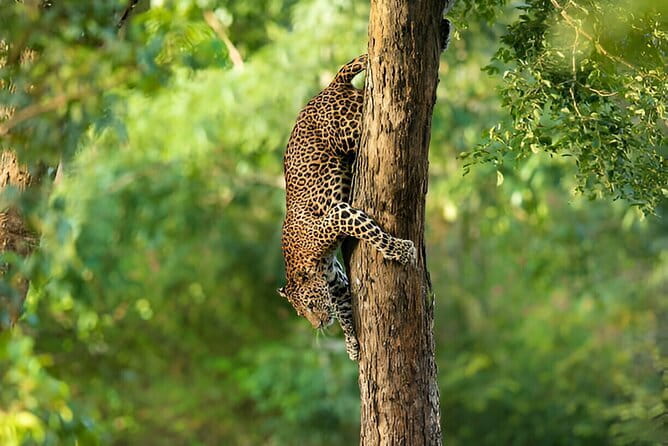 Wilpattu Half Day Safari From Anuradhapura - Four hours inside Wilpattu National Park