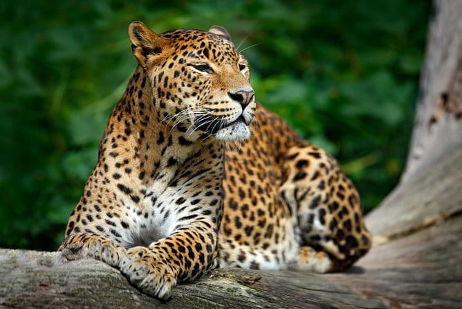 Wilpattu Half Day Safari From Anuradhapura - Elephants, deer, and birds add depth to the drive