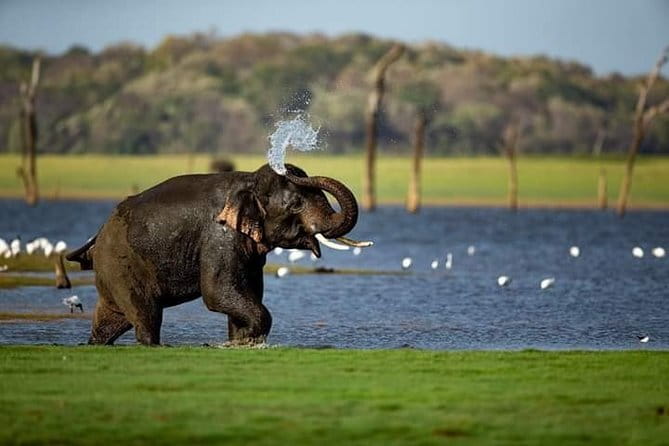 Wilpattu Half Day Safari From Anuradhapura - Comfort, fitness, and what to bring