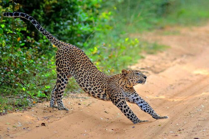 Wilpattu Half Day Safari From Anuradhapura - Who should book this safari?