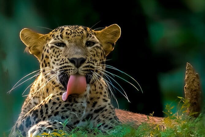 Wilpattu Half Day Safari From Anuradhapura - The leopard search, with realistic expectations
