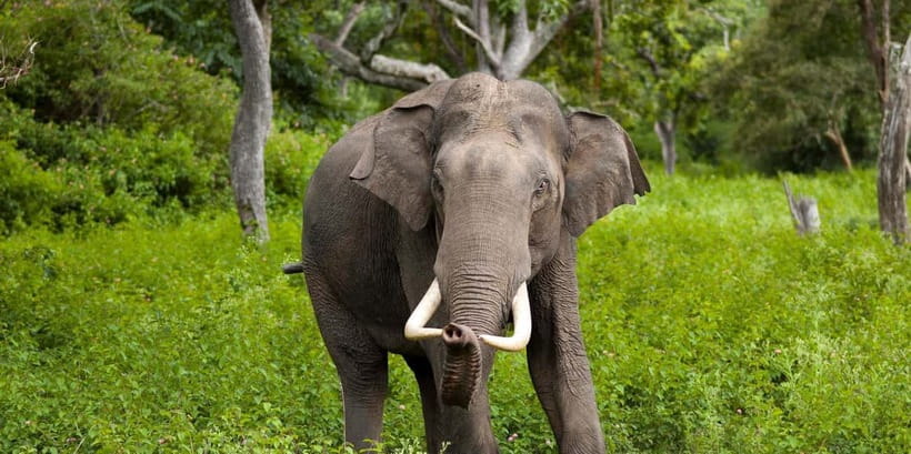 Wilpattu: Jeep Safari Day Tour From Sigiriya or Dambulla - Key points before you book