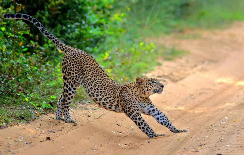 Wilpattu: Jeep Safari Day Tour From Sigiriya or Dambulla - Why Wilpattu makes a fine change from Sigiriya
