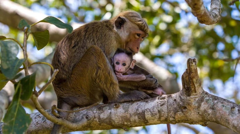 Wilpattu: Jeep Safari Day Tour From Sigiriya or Dambulla - Entering Wilpattu by 4x4 jeep