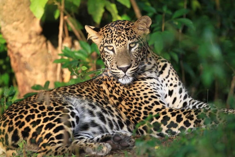 Wilpattu: Jeep Safari Day Tour From Sigiriya or Dambulla - Why an early start matters