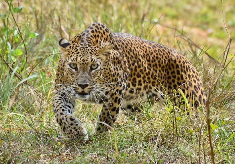 Wilpattu: Jeep Safari Day Tour From Sigiriya or Dambulla - Is $140 good value?