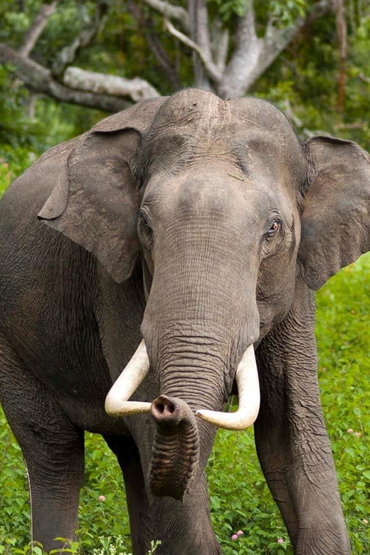 Wilpattu: Jeep Safari Day Tour From Sigiriya or Dambulla - Who should choose this safari?