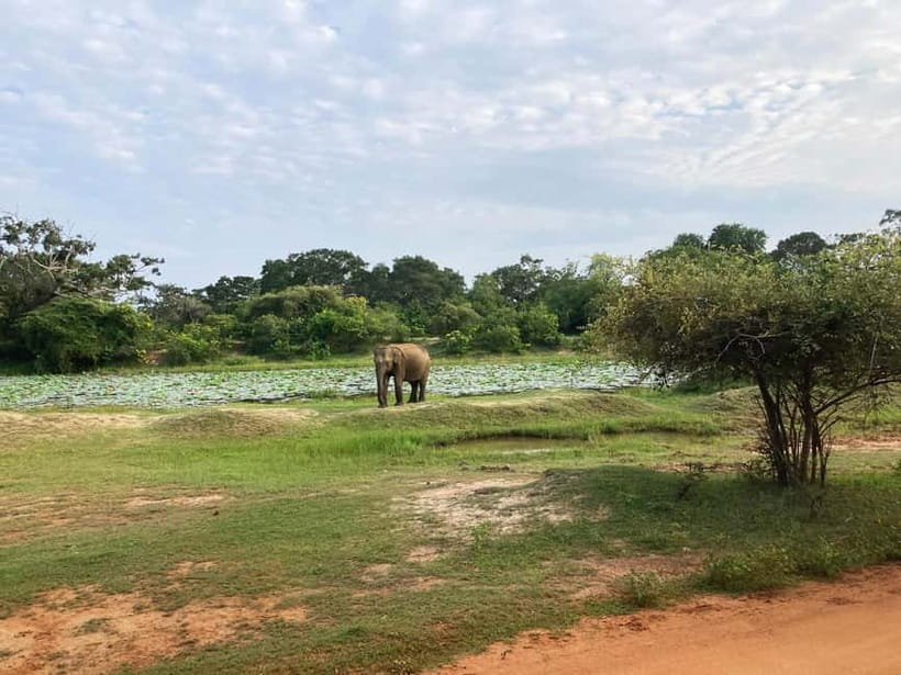 Wilpattu: Jeep Safari Day Tour From Sigiriya or Dambulla - Booking details worth checking