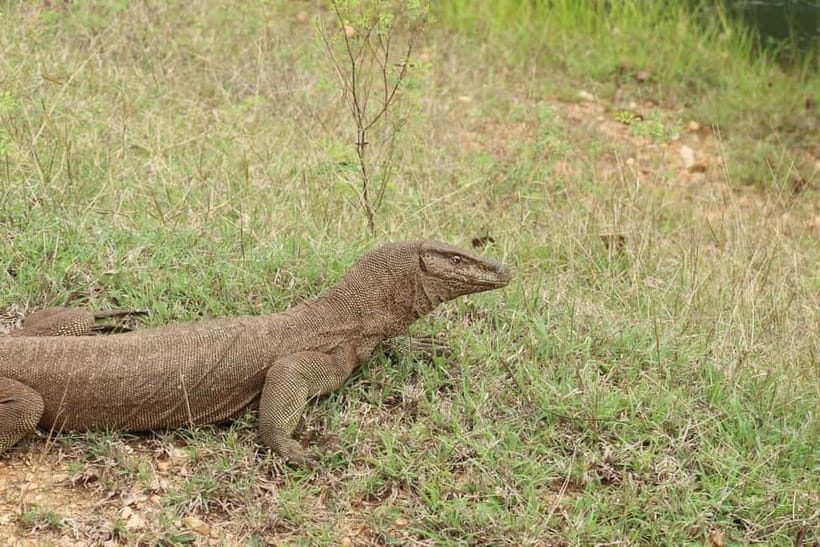 Wilpattu National park - Full day Safari (06:00am - 18:00pm) - The animals you may find