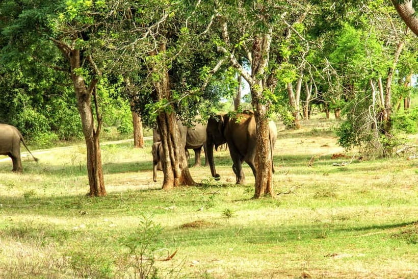 Wilpattu National park - Full day Safari (06:00am - 18:00pm) - Guides, drivers, and the quality of the search