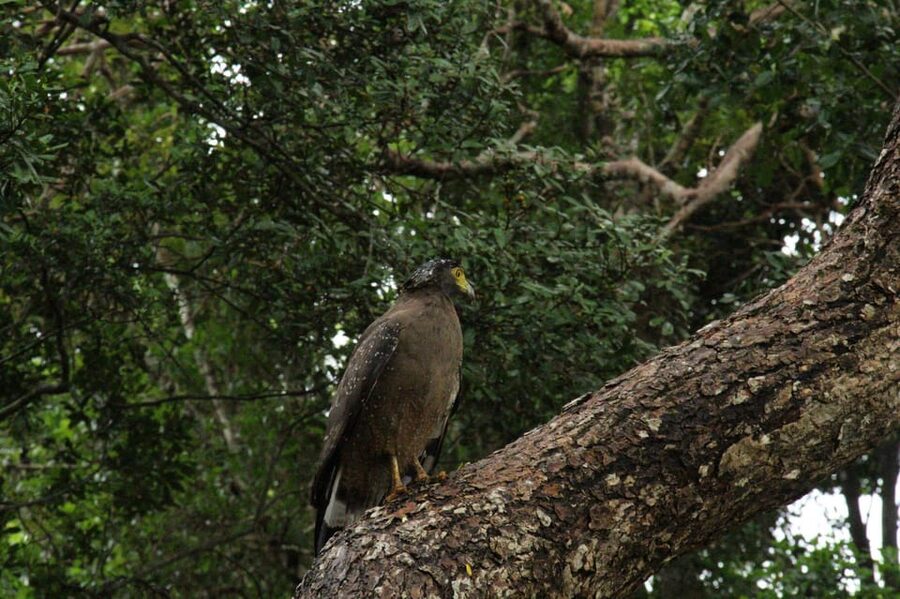 Wilpattu National park - Full day Safari (06:00am - 18:00pm) - What the $95 price really covers