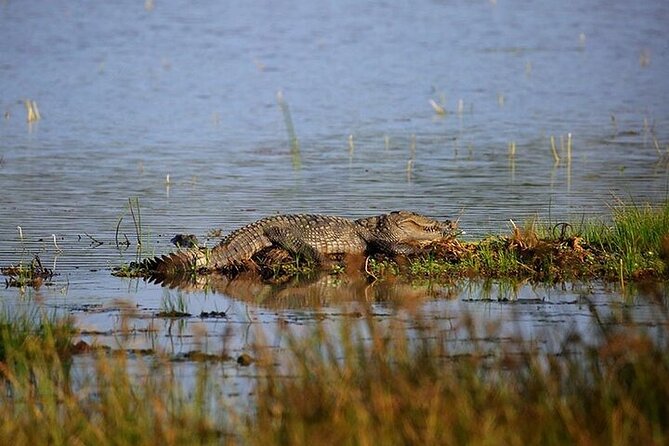 Wilpattu National Park Jeep Safari from Negombo / Waikkal (All Inclusive) - Why Wilpattu makes a strong alternative to Yala