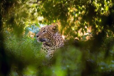 Wilpattu National Park Jeep Safari from Negombo / Waikkal (All Inclusive)