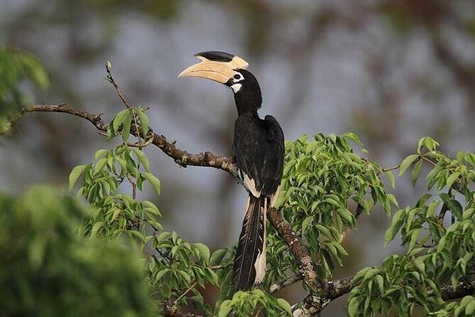 Wilpattu National Park Jeep Safari from Negombo / Waikkal (All Inclusive) - What the Wilpattu safari itself is like