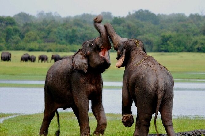 Wilpattu National Park Jeep Safari from Negombo / Waikkal (All Inclusive) - Lunch, snacks, and the value of the all-inclusive setup