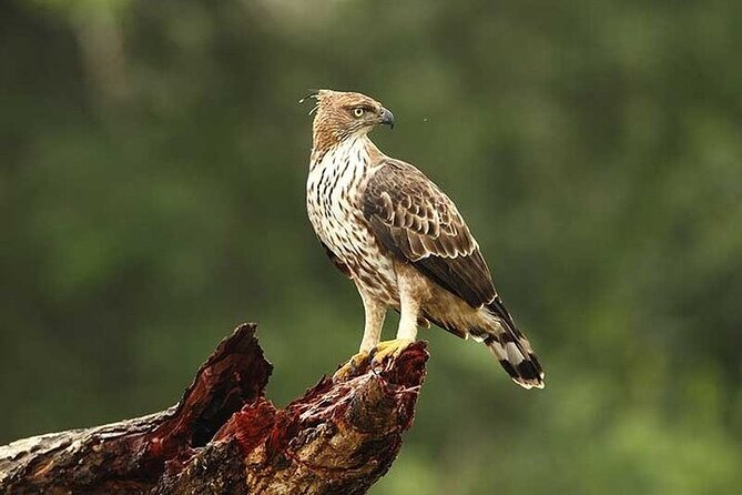 Wilpattu National Park Jeep Safari from Negombo / Waikkal (All Inclusive) - Who should book this Wilpattu safari