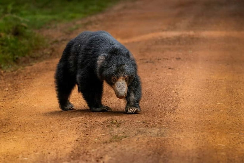 Wilpattu National park: Morning or Afternoon PRIVATE Safari - Following the villus through Wilpattu