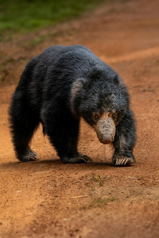 Wilpattu National park: Morning or Afternoon PRIVATE Safari - Leopards, sloth bears, and the animals you might see