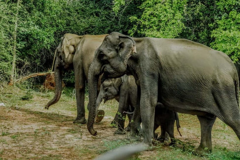 Wilpattu National park: Morning or Afternoon PRIVATE Safari - Photography from the 4x4 jeep