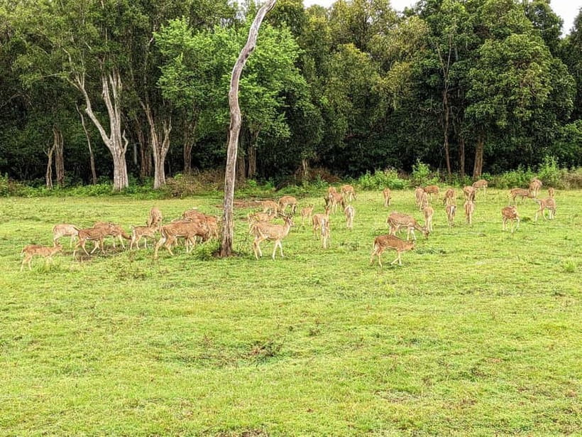 Wilpattu National park: Morning or Afternoon PRIVATE Safari - The guide can make or break the day