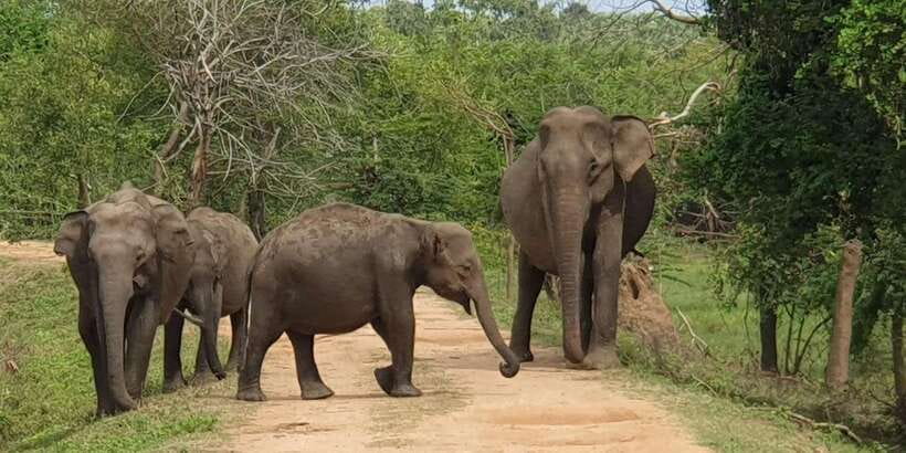 Wilpattu National park - Morning or Afternoon Safari - Wilpattu’s scrub, lakes, and quiet wildlife tracks