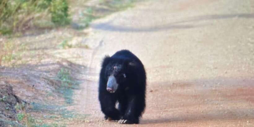 Wilpattu National park - Morning or Afternoon Safari - A morning safari or an afternoon safari?