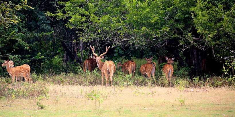 Wilpattu National park - Morning or Afternoon Safari - Riding in the 4x4 safari jeep