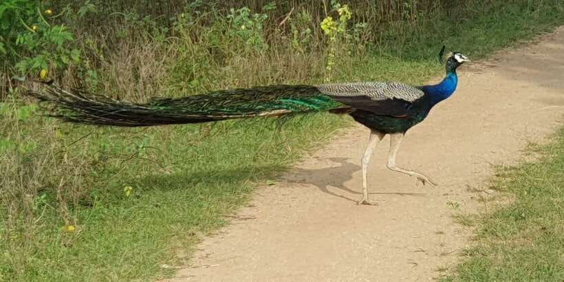 Wilpattu National park - Morning or Afternoon Safari - Wildlife: big hopes and real odds