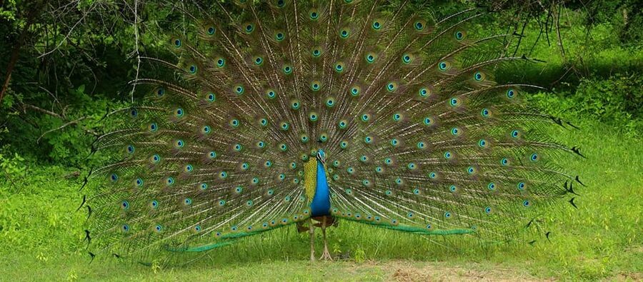 Wilpattu National park - Morning or Afternoon Safari - Kudiramale Point, Pomparippu, and the Villu areas