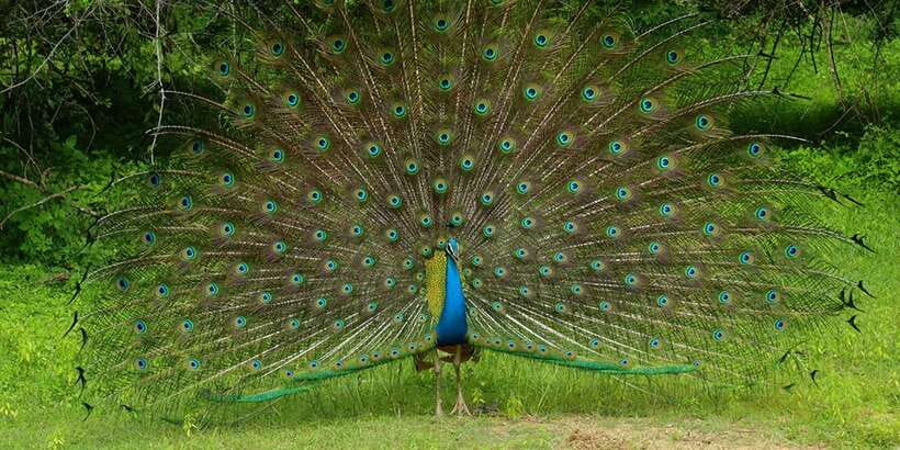 Wilpattu National park - Morning or Afternoon Safari - The real price: $30 plus the park entrance fee