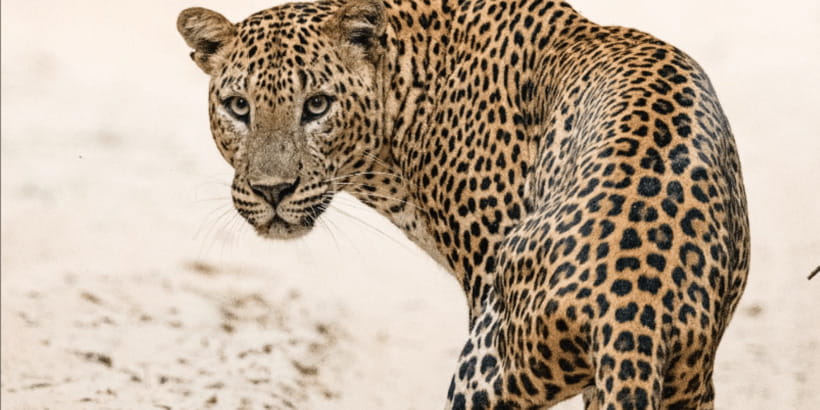 Wilpattu National park - Morning or Afternoon Safari - Who will enjoy this safari most?