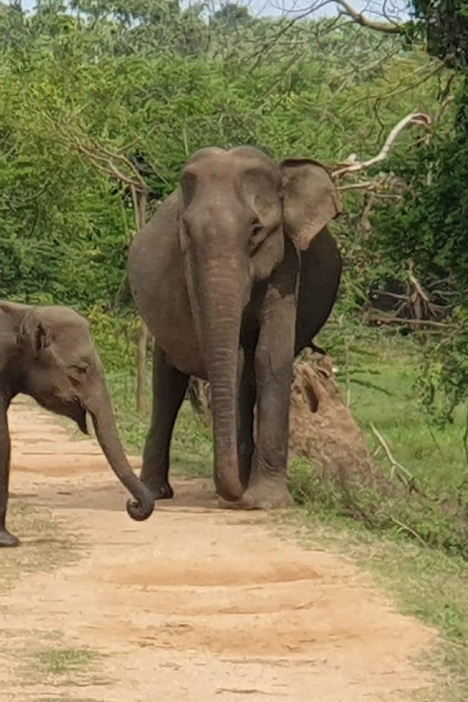 Wilpattu National park - Morning or Afternoon Safari - Should you book Tiger Safaris in Wilpattu?