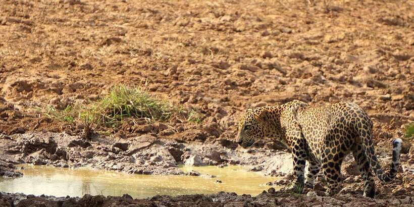 Wilpattu National Park: Morning or Afternoon Safari - Inside the Park: Four Hours of Searching