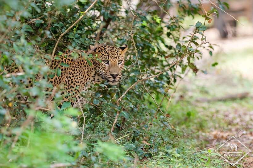 Wilpattu National Park: Private Safari - Wilpattu’s willus make this safari different